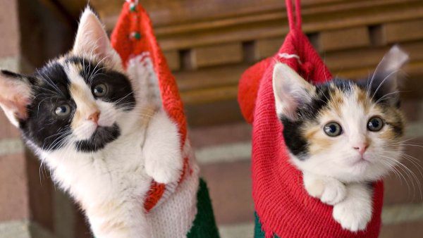 Кот новый год