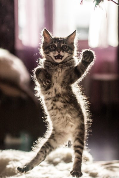 Смешные котята
