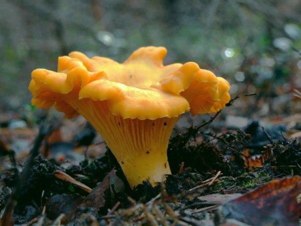 Лисичка желтая (Cantharellus cibarius)