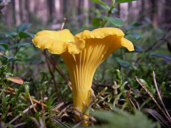 Картинки гриб лисичка (47 фото)