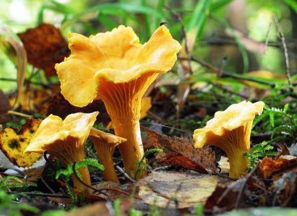 Лисичка с лисичками грибами