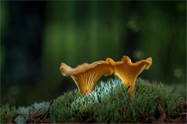 Карточки грибы