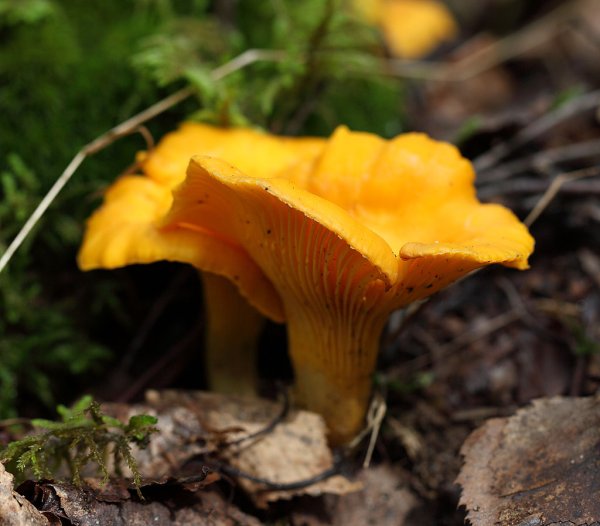 Лисичка желтая (Cantharellus cibarius)