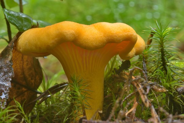 Cantharellus cibarius - Лисичка
