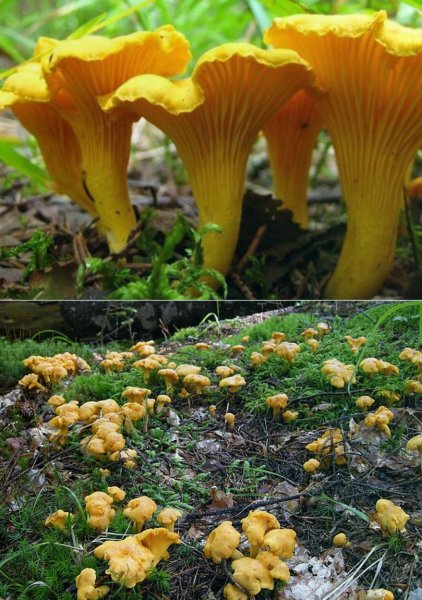 Осенние лисички грибы