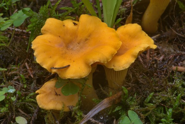 Лисичка желтая (Cantharellus cibarius)