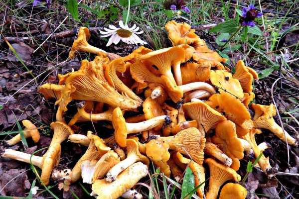 Лисичка обыкновенная (Cantharellus cibarius)