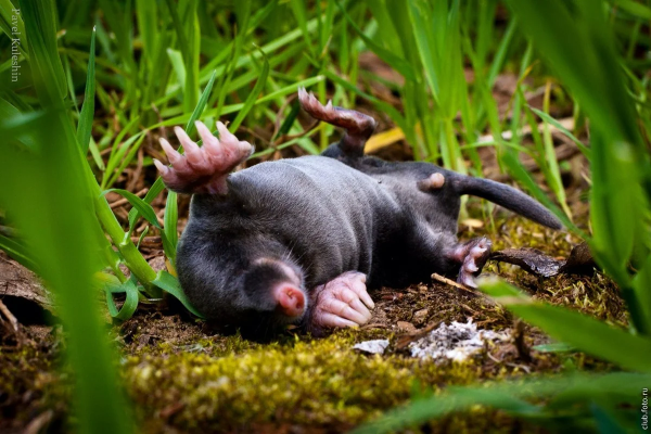 Землеройка слепыш