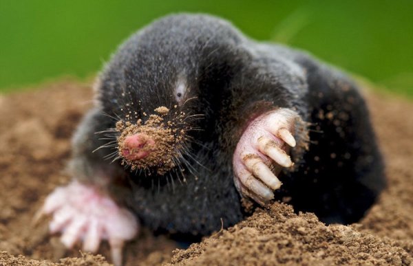 Крот слепыш норки