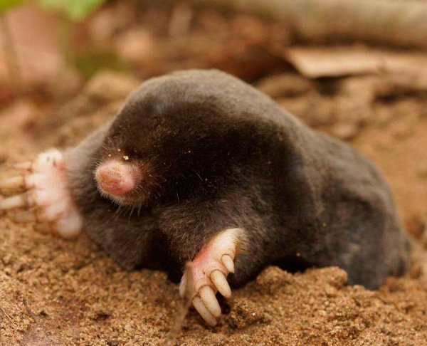 Земляной Крот