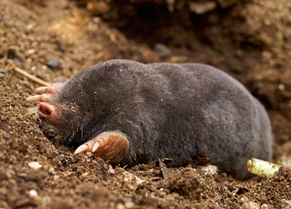 Крот слепыш обыкновенный