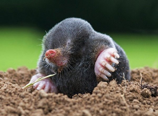 Крот обыкновенный (talpa europaea)