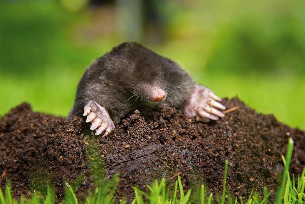 Землеройка слепыш