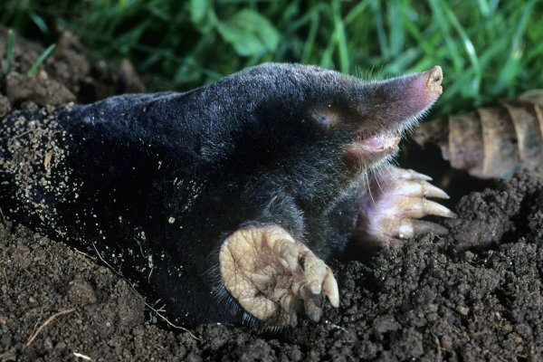 Крот обыкновенный (talpa europaea)