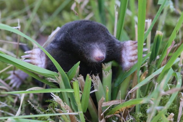 Длиннохво́стый Крот