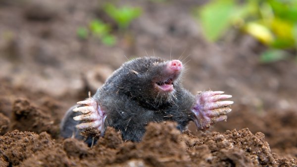 Крот Европейский обыкновенный