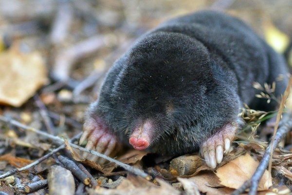 Крот землеройка слепыш