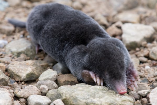 Крот землеройка слепыш