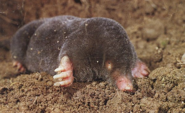 Крот слепыш