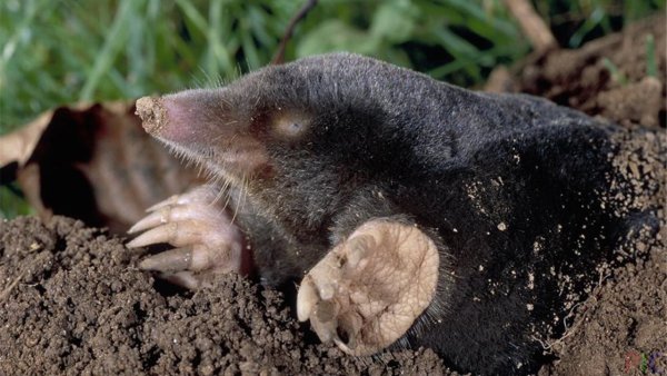 Безглазый Крот