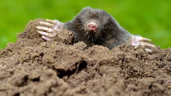 Зелёный Крот