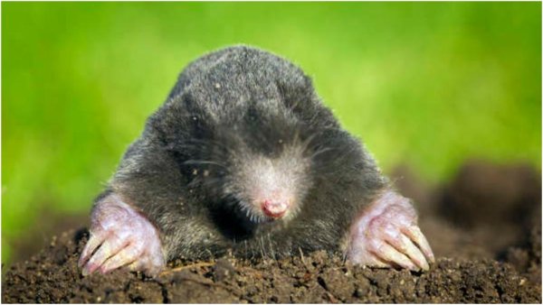 Крот Уссурийская Могера