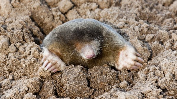 Крот обыкновенный Нора