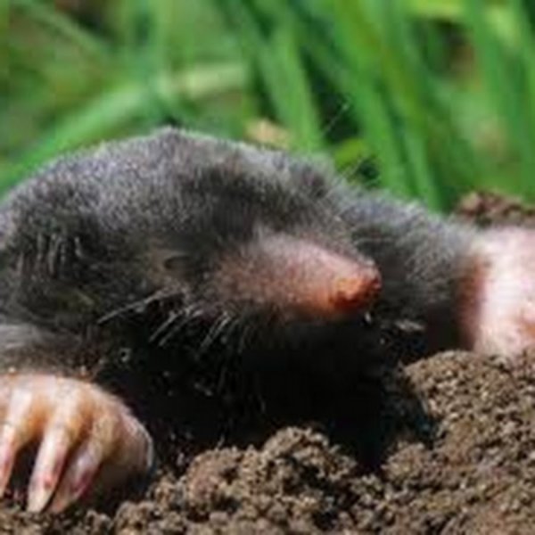 Слепой Крот