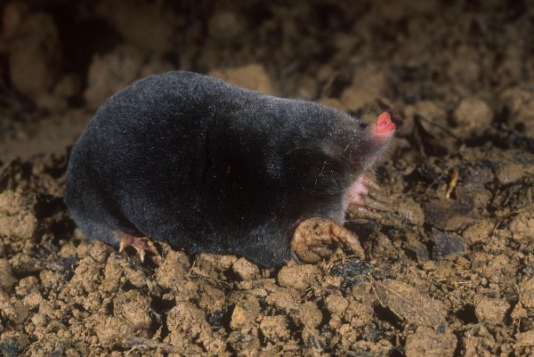 Самка крота