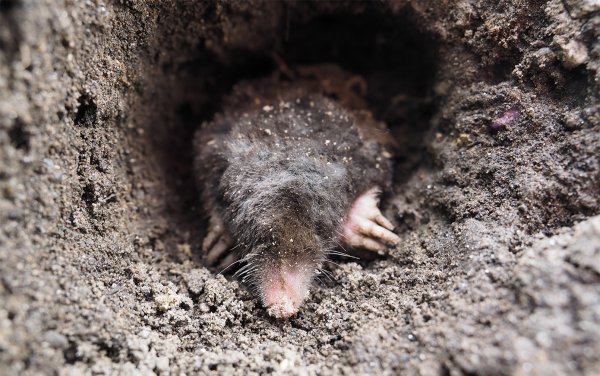 Американский землеройковый Крот