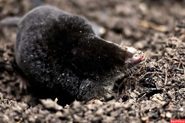 Крот Европейский обыкновенный