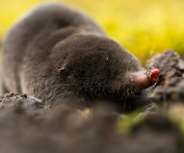 Крот огородный