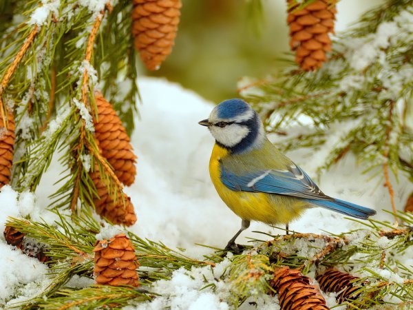 Синица лазоревка зимой