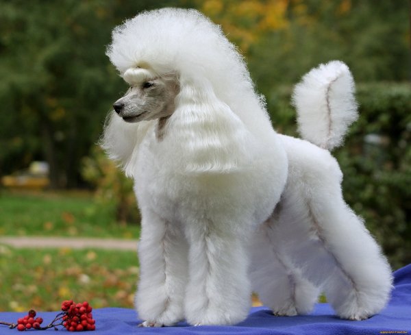 Белый Королевский пудель