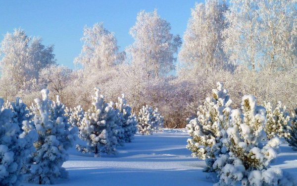 Новогодняя природа