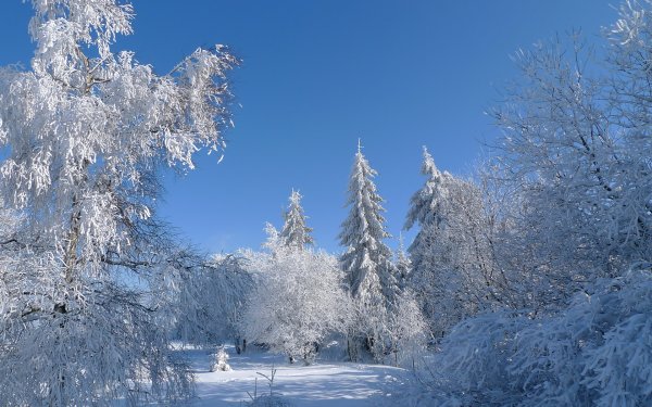 Красивая зима
