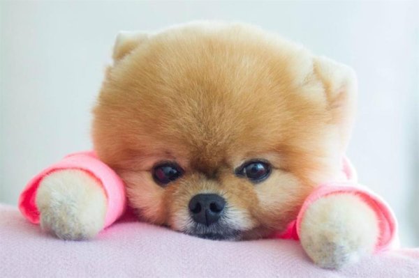 Померанский шпиц милашка