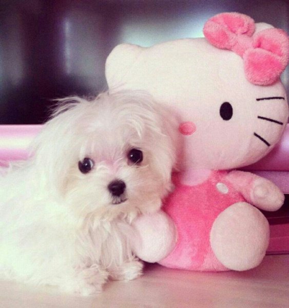 Милые собачки розовые