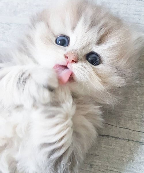 Очень милые котята