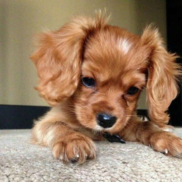 Красивые щенки