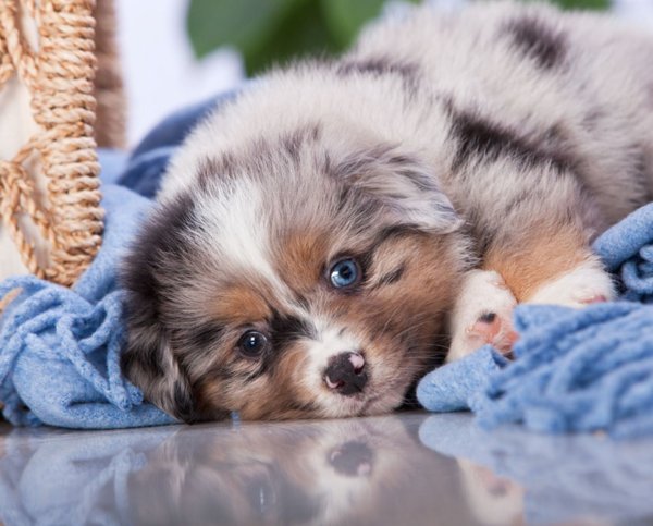 Щенки милые и красивые