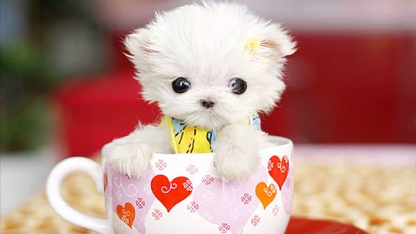 Милые животные