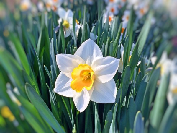 Нарцисс Flower