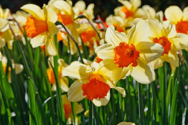 Daffodil Нарцисс