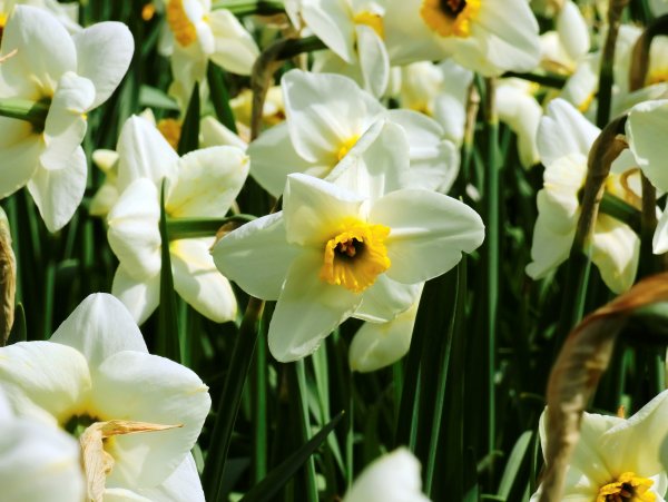 Нарцисс (Narcissus)