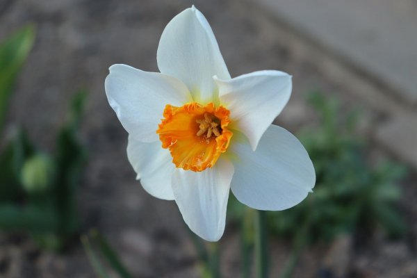Daffodil Нарцисс