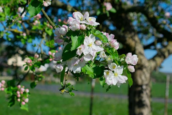 Яблоневый цвет (Apple Blossom)
