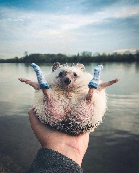 Позитивные животные