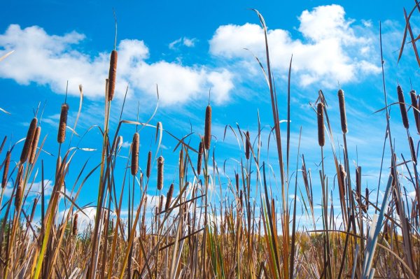 Камыш Озёрный