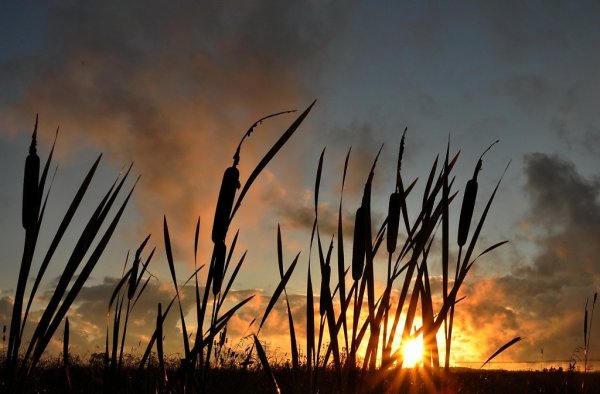 Камыш Чувашии